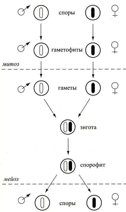 Споры и гаметы. Различие спор и гамет. Гамета и спора различия. Споры и гаметы различия. При образовании спор и гамет происходит