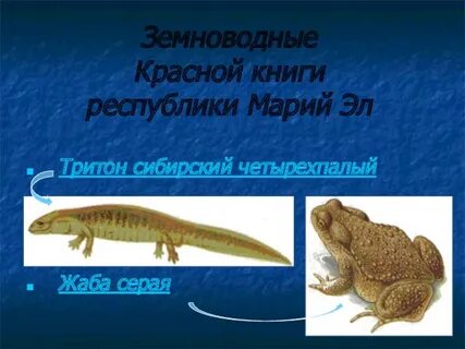 Назовите представителей класса земноводные занесенных в красную