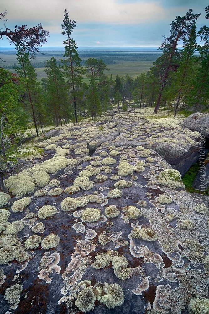 Кольский полуостров река Поной. Кольский полуостров деревня Поной. Понойский заказник Мурманская область. Рыбалка на реке Поной Кольский полуостров.