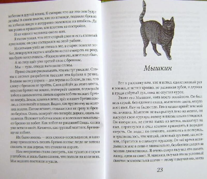 Книги Житкова Беспризорная кошка. Житков рассказы Беспризорная кошка. Беспризорная кошка читательский дневник