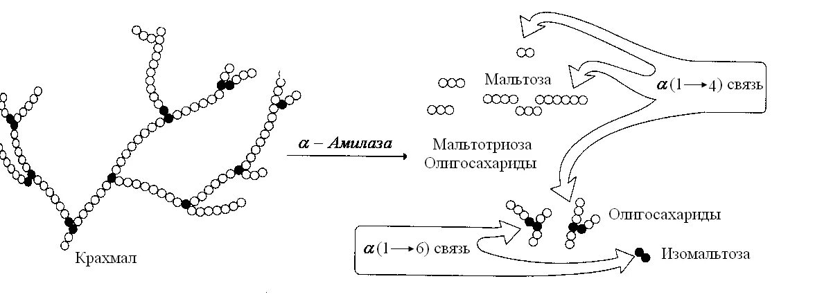 Фермент альфа амилаза. Альфа амилаза формула. Альфа амилаза строение. Механизм действия амилазы крахмал. Альфа амилаза расщепляет крахмал до.