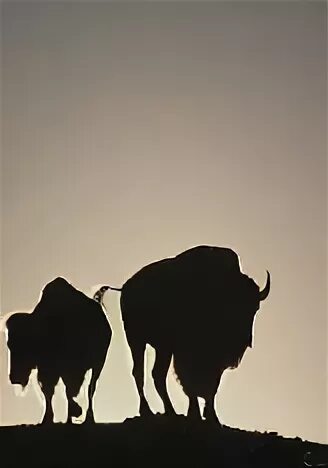 Молодой и старый бык. Анекдот про старого и молодого быка. Два быка молодой и старый. Анекдот про старого и молодого быка на холме. Анекдот про двух быков.