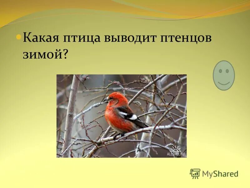 птица выводящая птенцов зимой. клёст-еловик с птенцами. птица которая выводит птенцов зимой. какая птицавыводит птенцсов зимой. какая птица выводит птенцов.