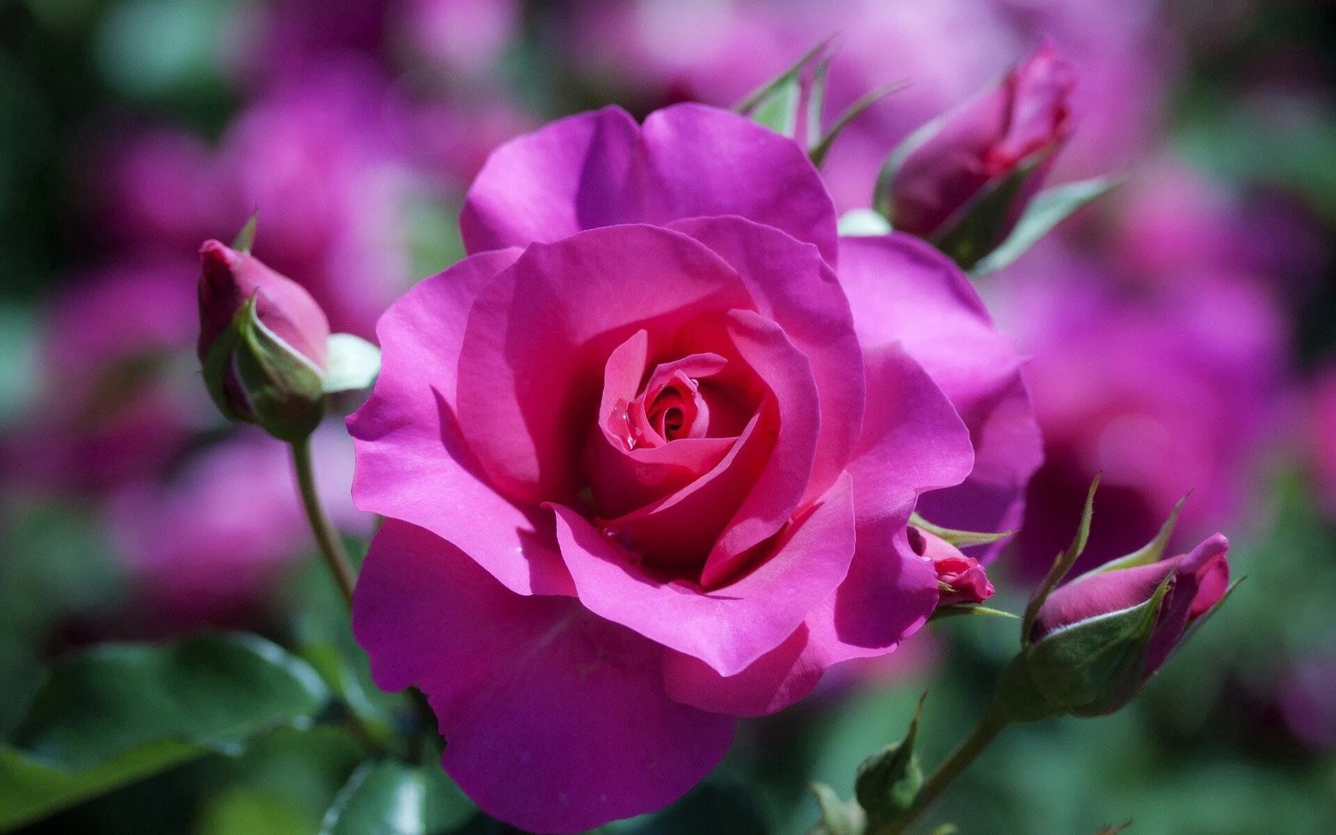 Beautiful rose flowers