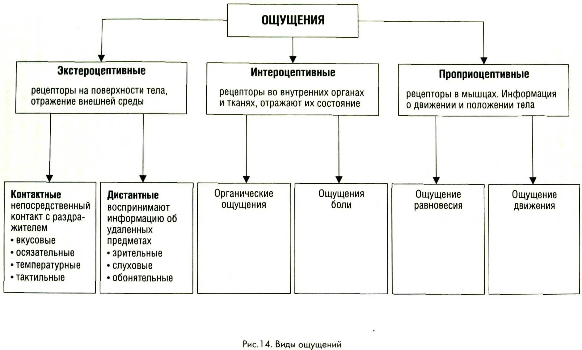 Формы ощущений в психологии таблица. Схема виды ощущений психология. Типы ощущений в психологии таблица. Классы ощущений в психологии таблица.