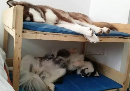 Картинки смешных кроватей