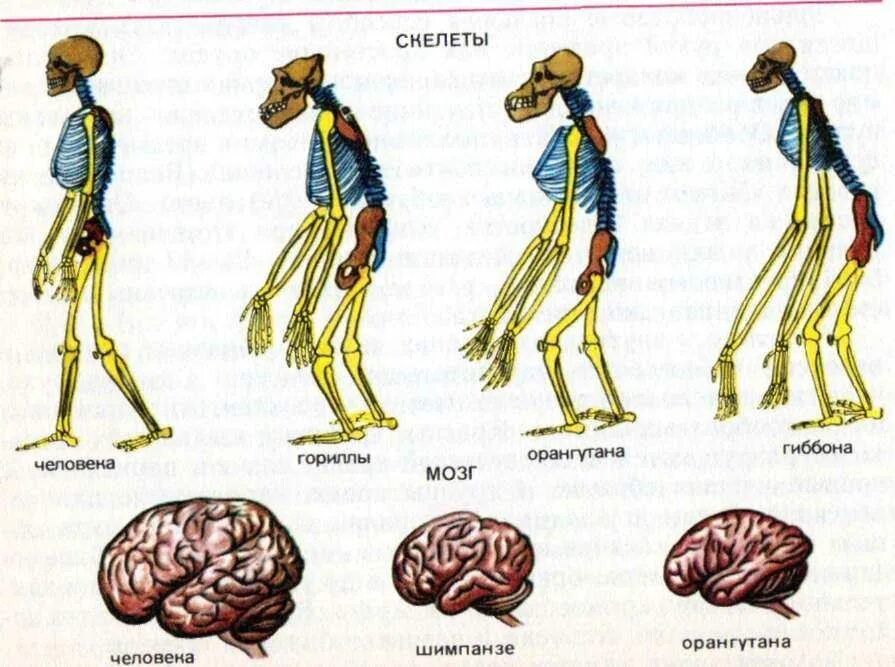 Сходства скелета человека и обезьяны. Эволюция скелета человека. Скелет шимпанзе и человека. Прямохождение человека.