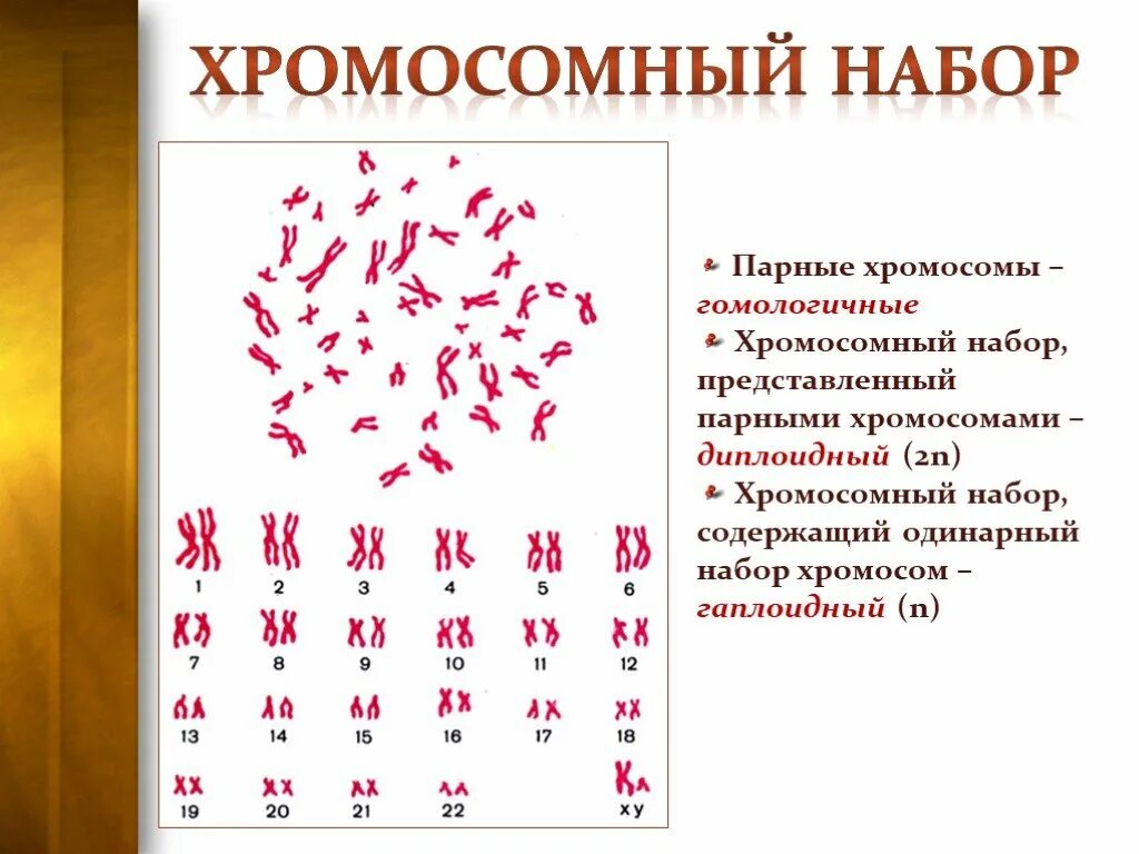 9 Класс гаплоидный набор хромосом это. Диплоидный и гаплоидный набор хромосом таблица. Гаплоидный набор хромосом это в биологии. Диплоидный набор хромосом. Парные хромосомы называются