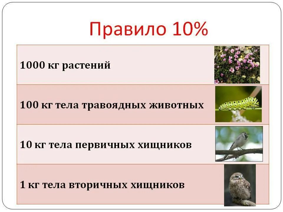 Правило 10 биология. Правило десяти процентов в экологии. Правило 10 процентов. Правило 10 в экологии. Правило 10 почему