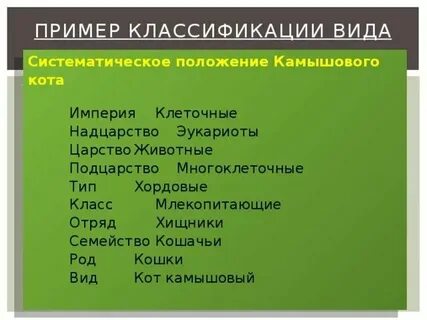 Надцарство крапивы