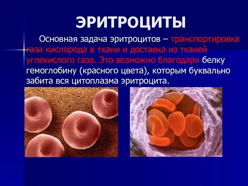 Выработка эритроцитов. Задача эритроцитов. Эритроциты транспортируют. Эритроциты для презентации. Эритроциты это простыми словами.