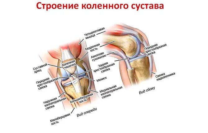 Сильные боли при разгибании колена. Строение колена сбоку. Строение колена человека и боли в колене сбоку. Коленный сустав спереди при сгибании.