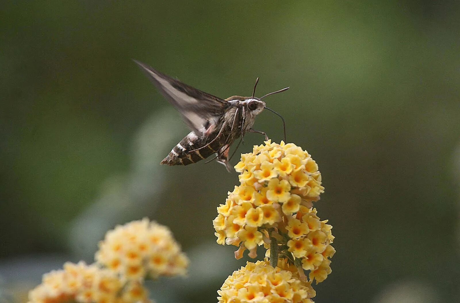 Праздник сегодня бражник. Праздник сегодня бражник. Бражник бабочка. Праздник сегодня бражник. Бражник фото макро.