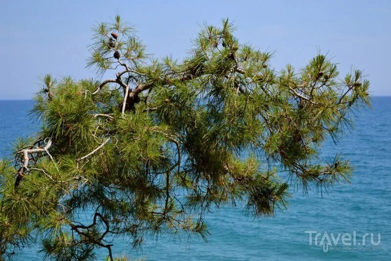 Остров ситония греция. Пиния мраморное море. Средиземноморье турция кемер. Бодрум пляж сосны. Турецкая сосна.