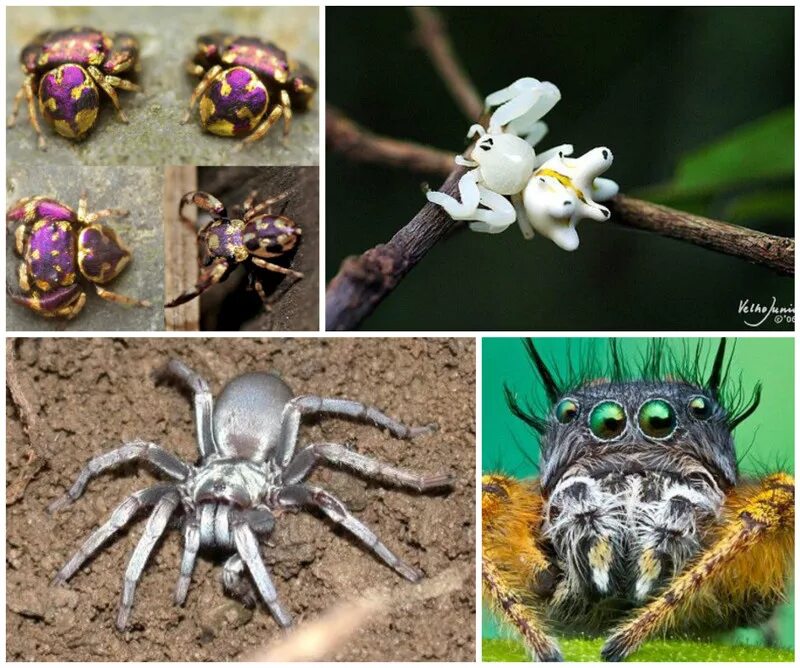 Пауки разные виды. Странные пауки. Самые удивительные пауки. Самые необычные пауки в мире.