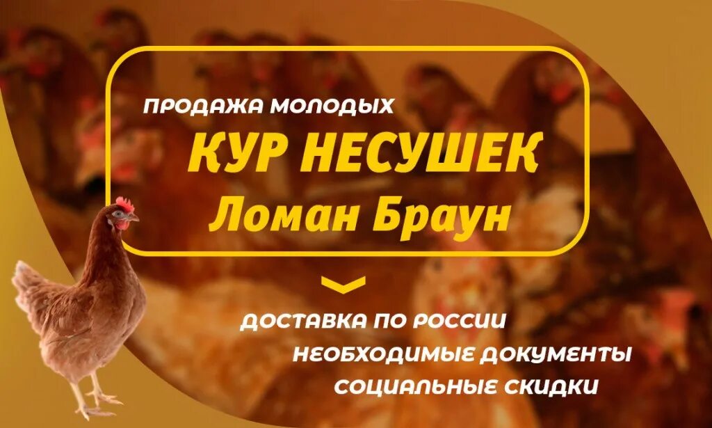 Реклама кур несушек. Визитки куры несушки. Куры несушки реклама. Визитки реклама куры.