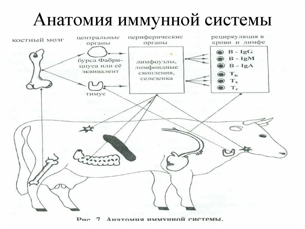 Органы иммунной системы коровы строение. Иммунная система животных таблица. Периферические органы иммунной системы млекопитающих. Анатомия иммунной системы животных.