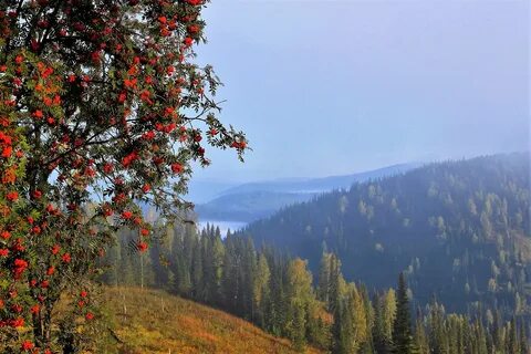 Калина долина