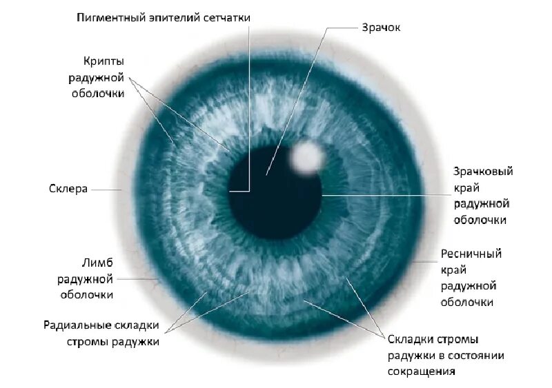 Как называется место где глаз. Строение глаза зрачок радужка. строение радужки глазного яблока. радужка зрачок строение. строение глаза роговица радужка.
