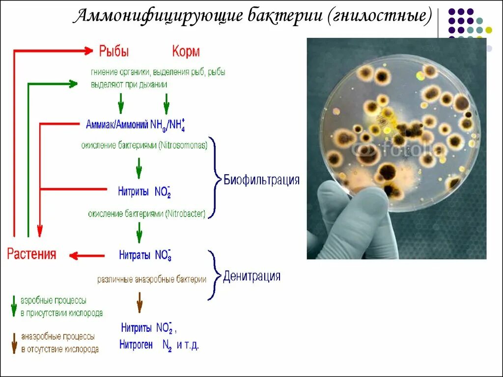 Признаки гнилостных бактерий. Аммонифицирующие микроорганизмы. Бактерии аммонификаторы. Аммофицирщие бактерии. Гнилостные бактерии.