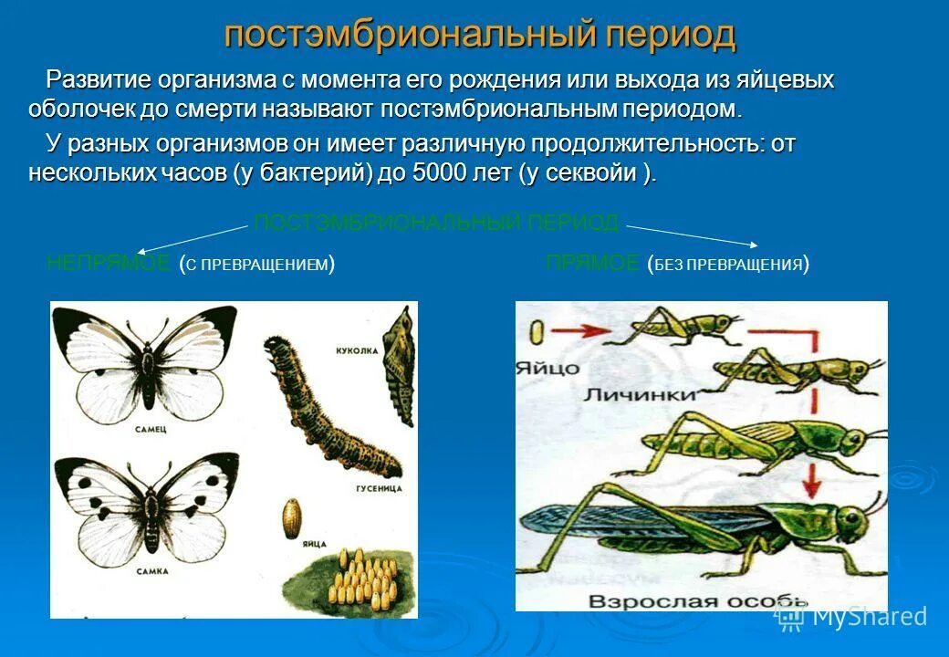 Развитие организма после рождения. Пост эмбриональный период развития. Непрямое постэмбриональное развитие бабочки. Периоды постэмбрионального развития. Непрямое развитие постэмбрионального периода.