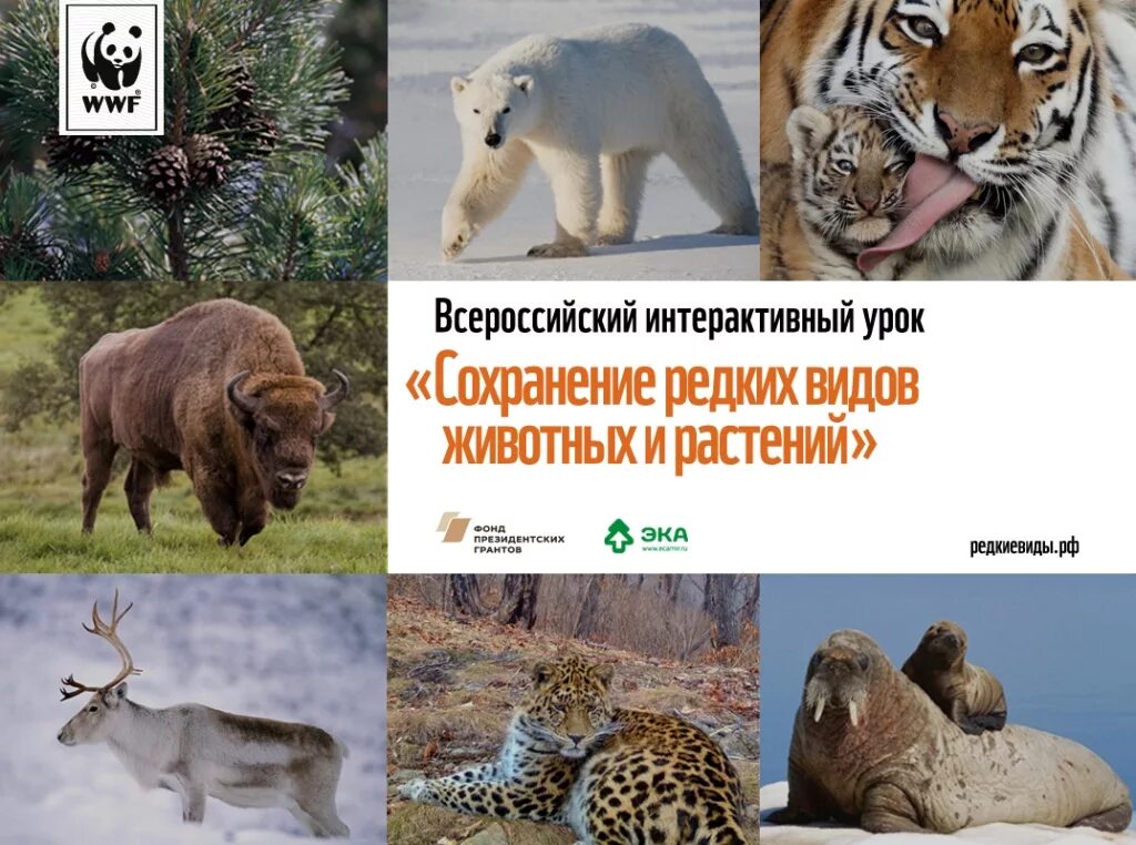 Сохранение исчезающих видов растений. Сохранение редких видов. сохранение редких видов растений. сохранение видов животных. сохранение исчезающих видов животных.