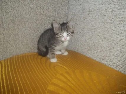 Котенок 2 3 месяца