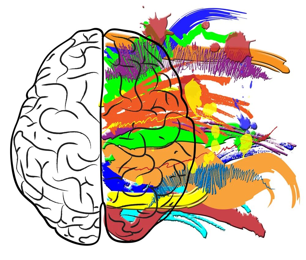 Картинка полушарие мозга. Мозг рисунок. Полушария мозга белый фон. Полушария мозга красивые. Творческий и рациональный мозг.