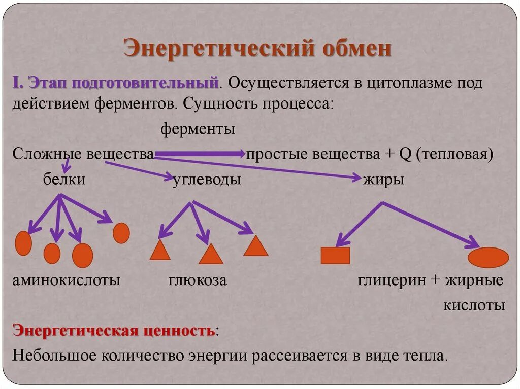 1 Этап подготовительный энергетического обмена. Схема процессов энергетического обмена. Подготовительная фаза энергетического обмена. Этапы энергия обмена веществ схема. Первый этап подготовительного этапа