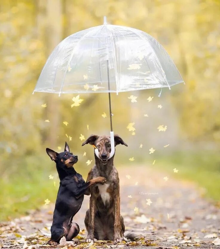 Rain animals. Животные под зонтиком. Зонтик для собак. Собака под зонтом. Животные под дождем.