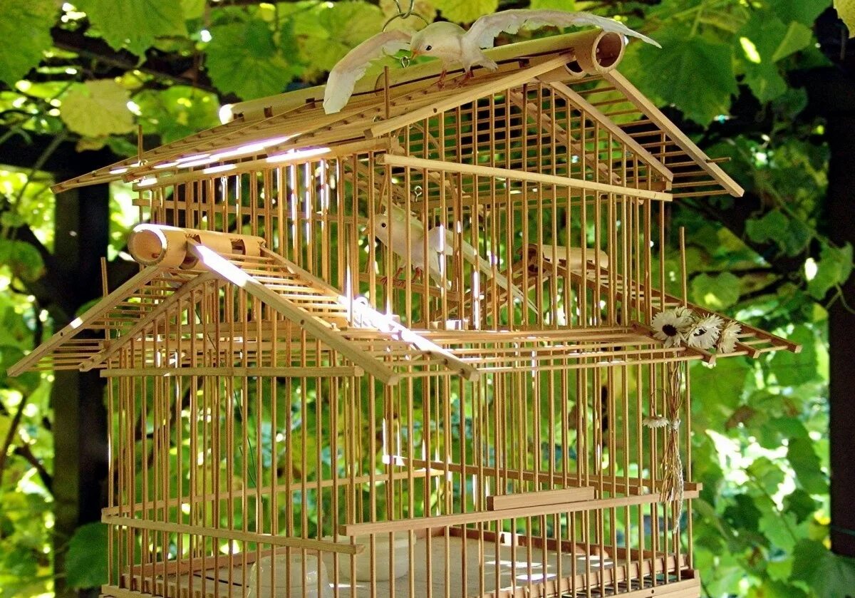Одна из певчих птиц 3. Бенилюкс клетка деревянная wooden rearing cage для птиц, 60*30*40 см,. домик для птиц в клетку.