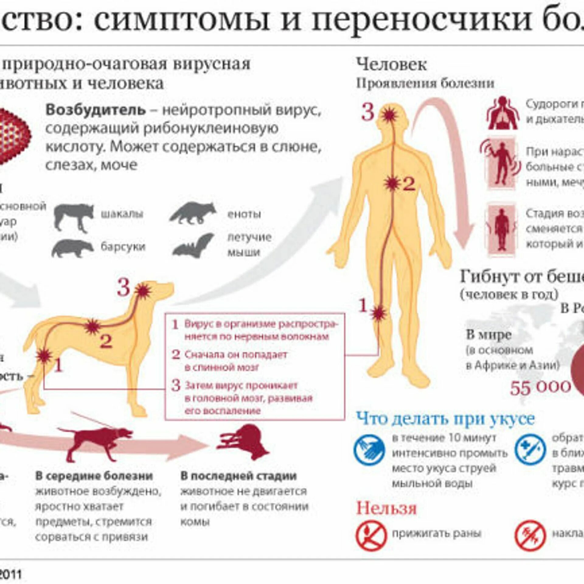 Бешенство через сколько после укуса. Переносчики бешенства. Симптомы бешенства у человека.