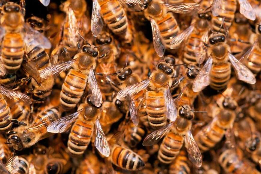 Пчелиный Рой. Роение пчел. Матка пчелы. Пчела фото.