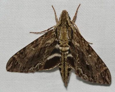 Hermitmoth