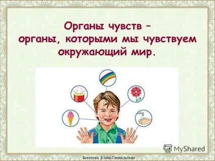 Подпиши органы чувств