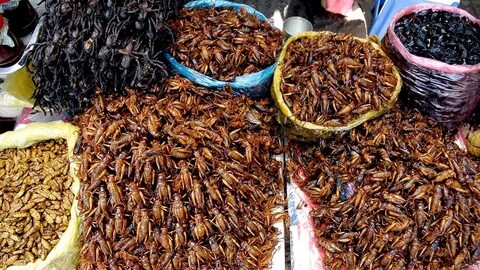 Каких насекомых едят
