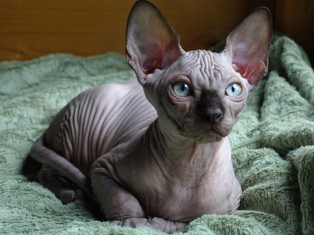 Сфинкс кошка стоит. Канадский сфинкс. канадский сфинкс котята. канадский сфинкс кот пойнтовый. канадский сфинкс дымчатый.
