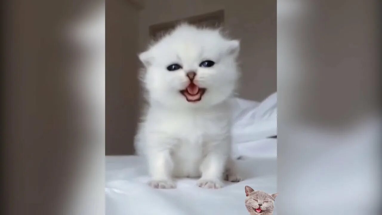 Зовущее мяуканье зовущие котят. Мяуканье кошки. звук котят. фото самых милых котят на свете. звуки котов мама зовет котят.