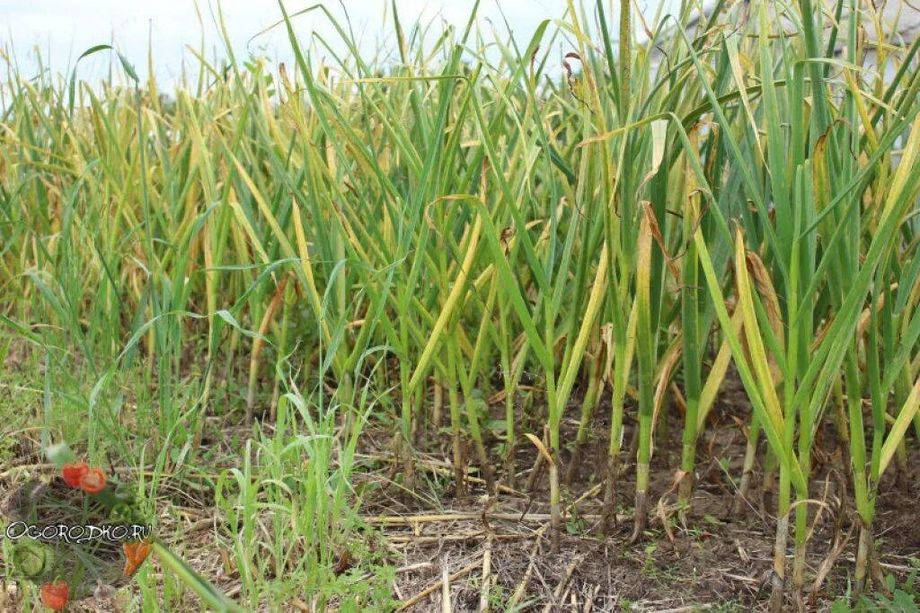 Желтеет. Почему желтеют листья у чеснока. Желтеют листья чеснока. Чеснок желтеет. Пожелтение чеснока.