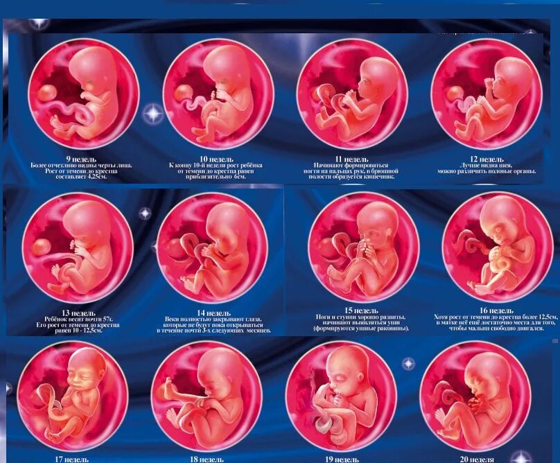 MPs to vote on lowering abortion time limit