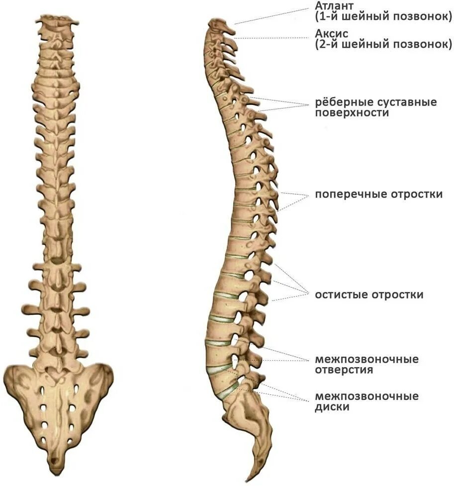 Отделы поясницы. Позвоночный столб и строение позвонка. Скелет анатомия Позвоночный столб. Скелет позвоночника vertebra. Строение костей позвоночника человека.