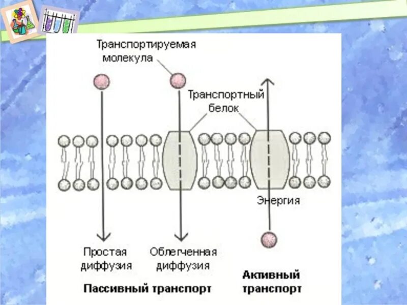 Диффузия какой транспорт. Мембранный транспорт пассивный активный облегченный. пассивный транспорт веществ простая и облегченная диффузия. облегченная диффузия веществ через мембрану. транспорт веществ через мембрану диффузия активный транспорт.