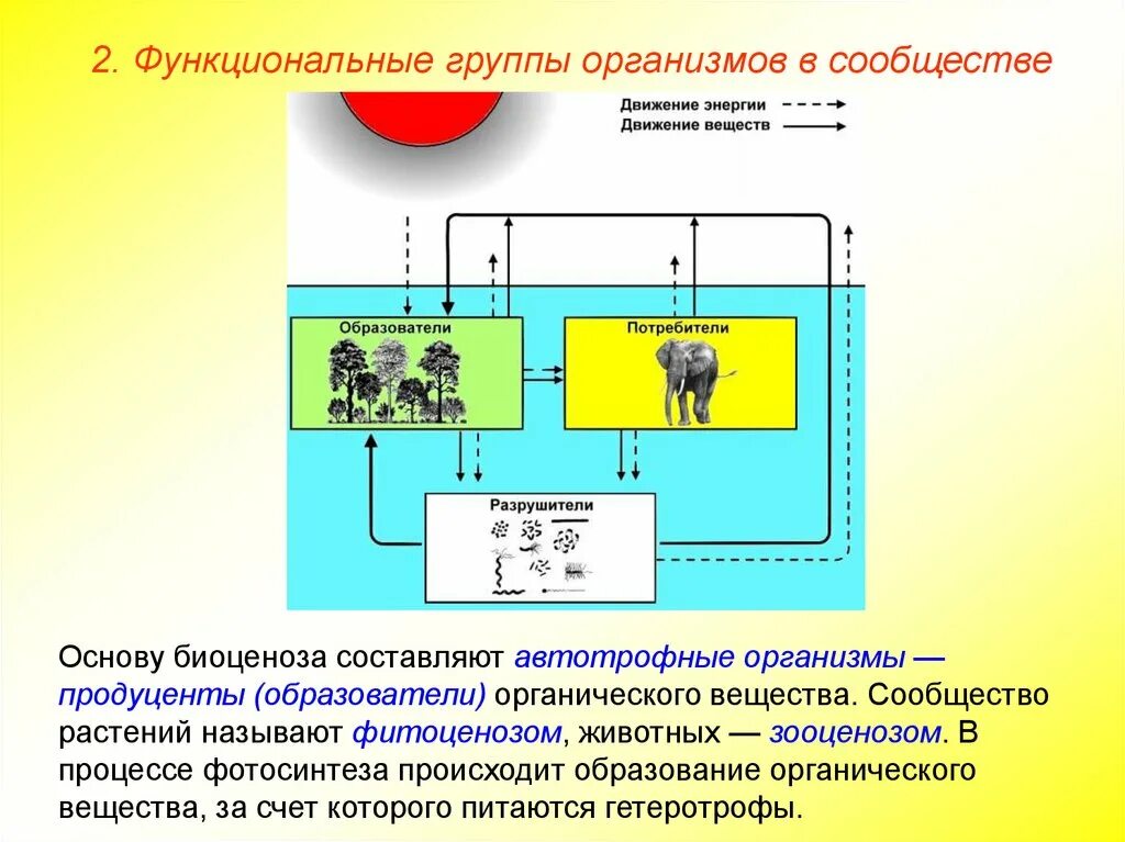 Три функциональные группы экосистемы. Функциональные группы организмов. функциональные группы организмов в экосистеме. функциональные группы экосистемы. функциональные группы биогеоценоза.