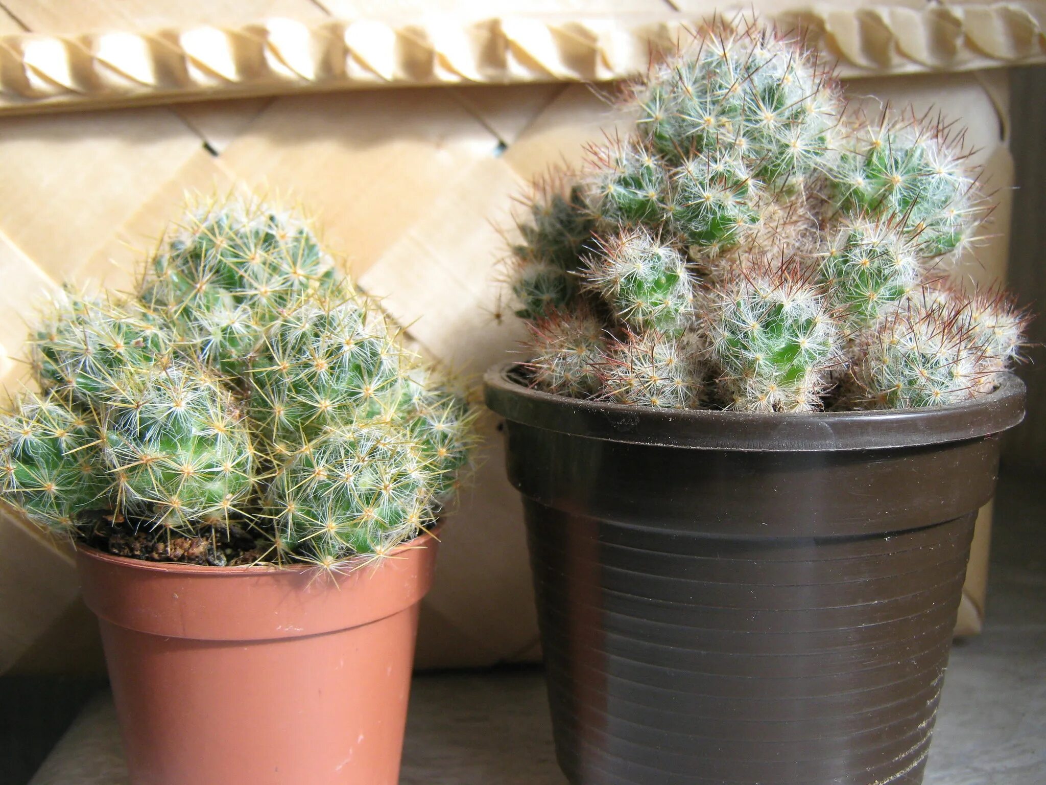 Кактусы после зимы. Опунция мексиканская. Опунция полиаканта. Кактус цереус полив летом. Зимний сад с кактусами.