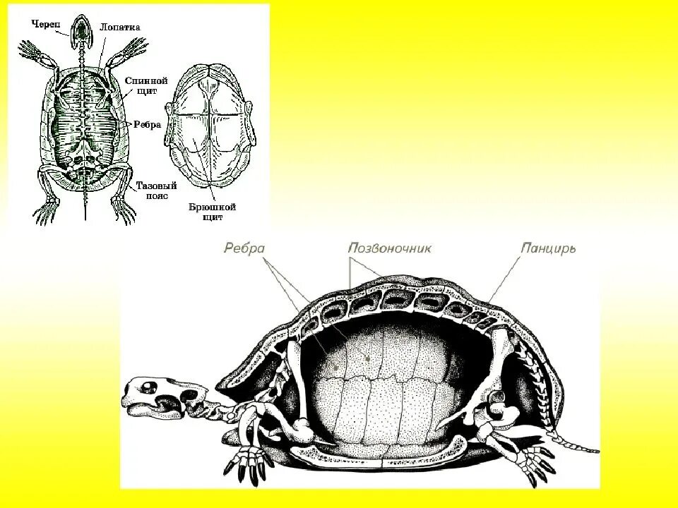 Карапакс черепахи строение. Строение панциря красноухой черепахи. Красноухая черепаха строение внутренних органов. Внутреннее строение сухопутной черепахи. Части панциря черепахи