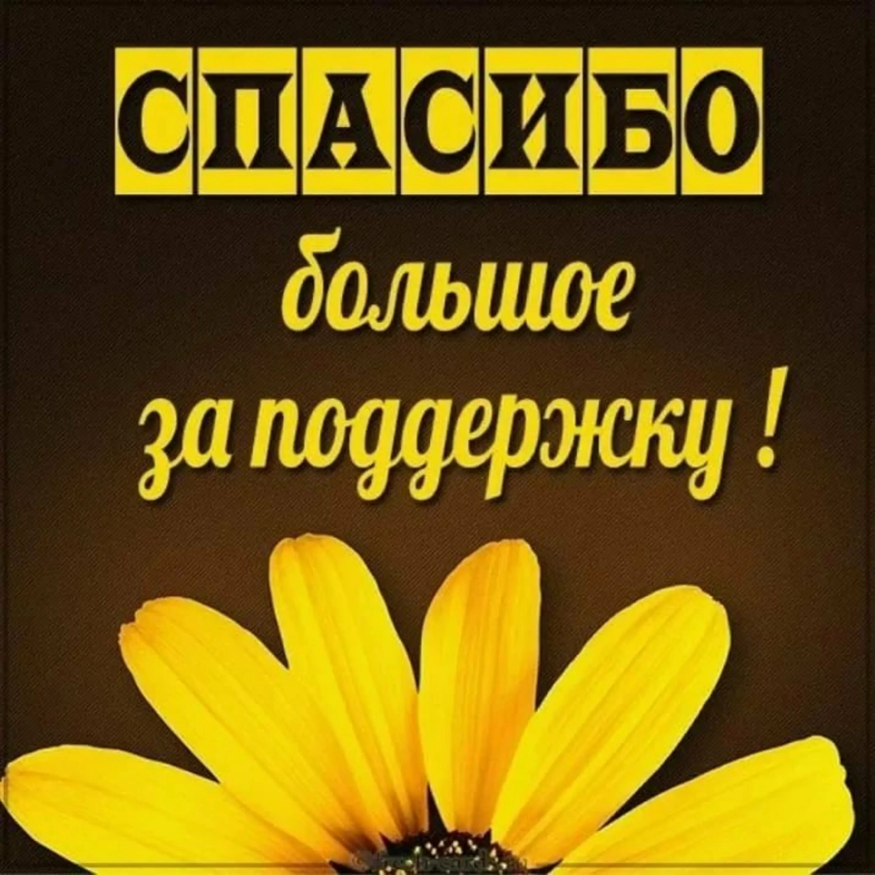 Спасибо за поддержку. Спасибо вам за сына. Спасибо жизнь. Спасибо за вечер. Очень приятно ваше внимание