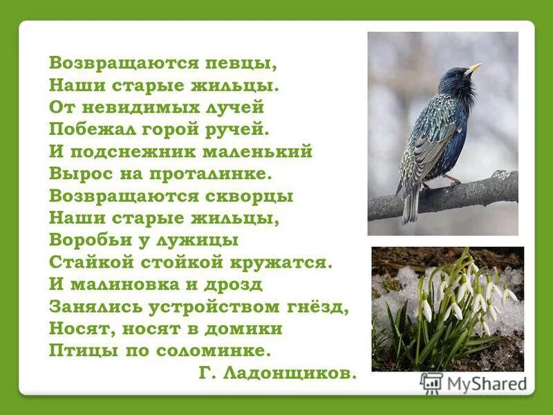 птицы весной. скворец в скворечнике. скворец самка подмосковье. желтогрудый скворец. возвращаются скворцы.