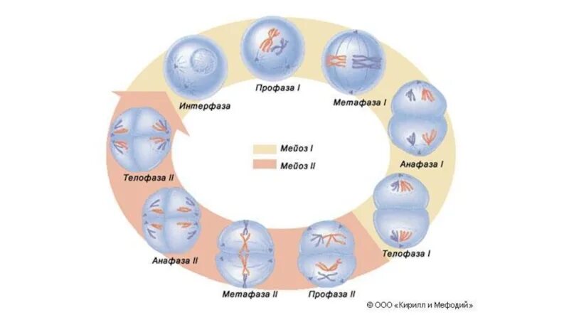Интерфаза перед мейозом 2. Фазы мейоза. схема мейоза 1 и 2. интерфаза мейоза 1 рисунок. стадии мейоза интерфаза 1 и 2.