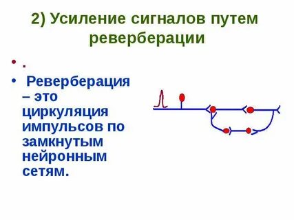 Реверберация это физиология