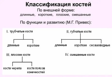2 группы костей